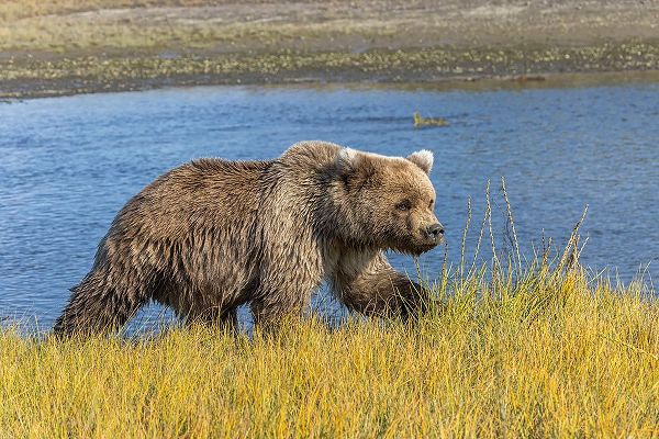Jones, Adam 아티스트의 Grizzly bear-Lake Clark National Park and Preserve-Alaska-Silver Salmon Creek작품입니다.